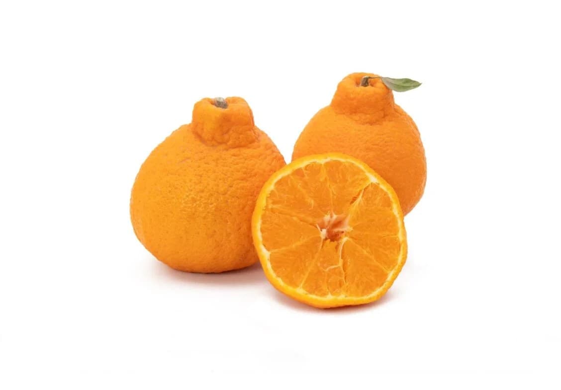 Sumo Citrus