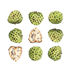 Custard Apple